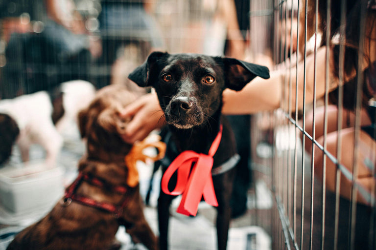 From Shelter Dog to Renaissance Royalty – Winston’s Story