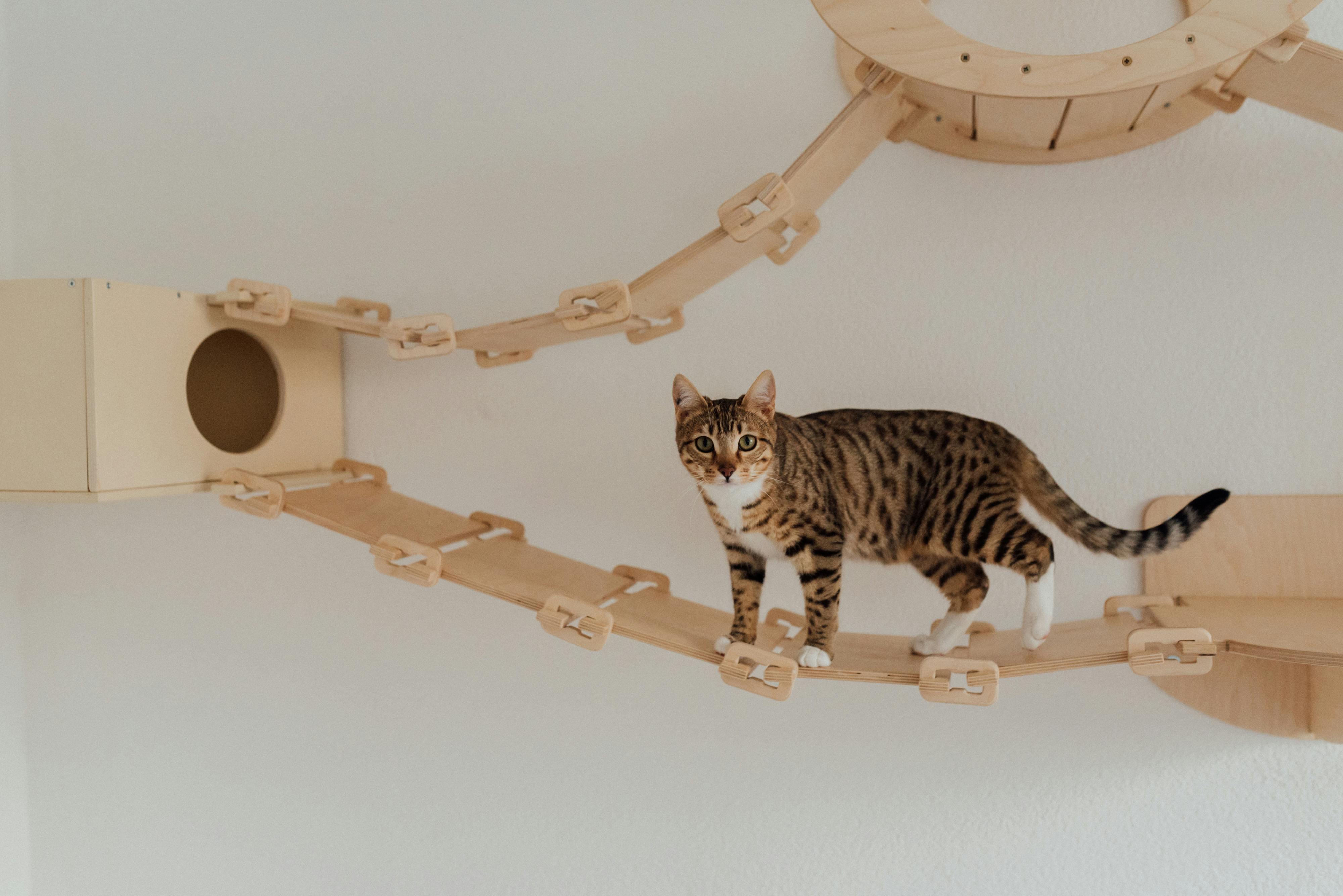 Custom Cat Portraits