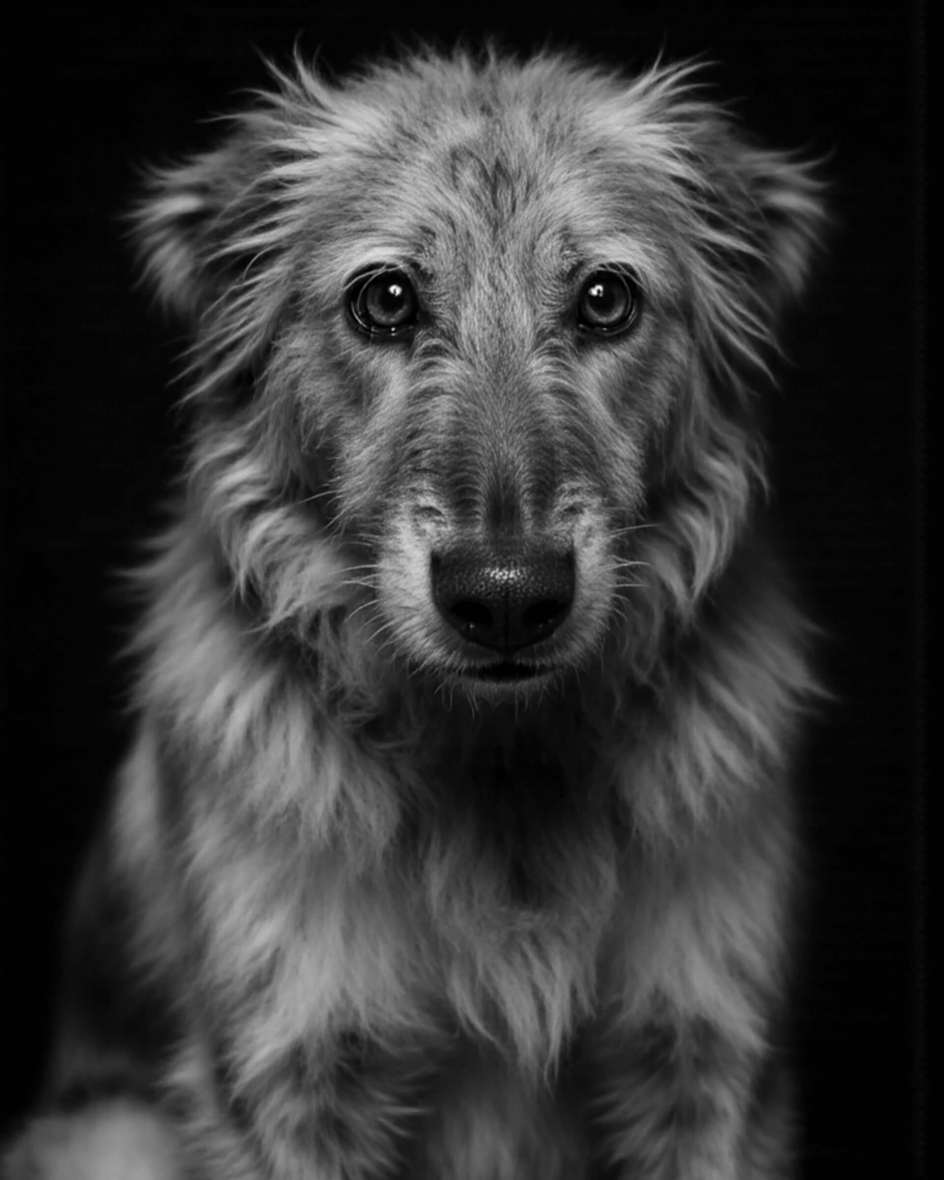 An example of a custom black and white studio-style pet portrait featuring a tall breed dog in alternate view, Paco Floyd’s Custom Pet Portrait 'Black and White' style.