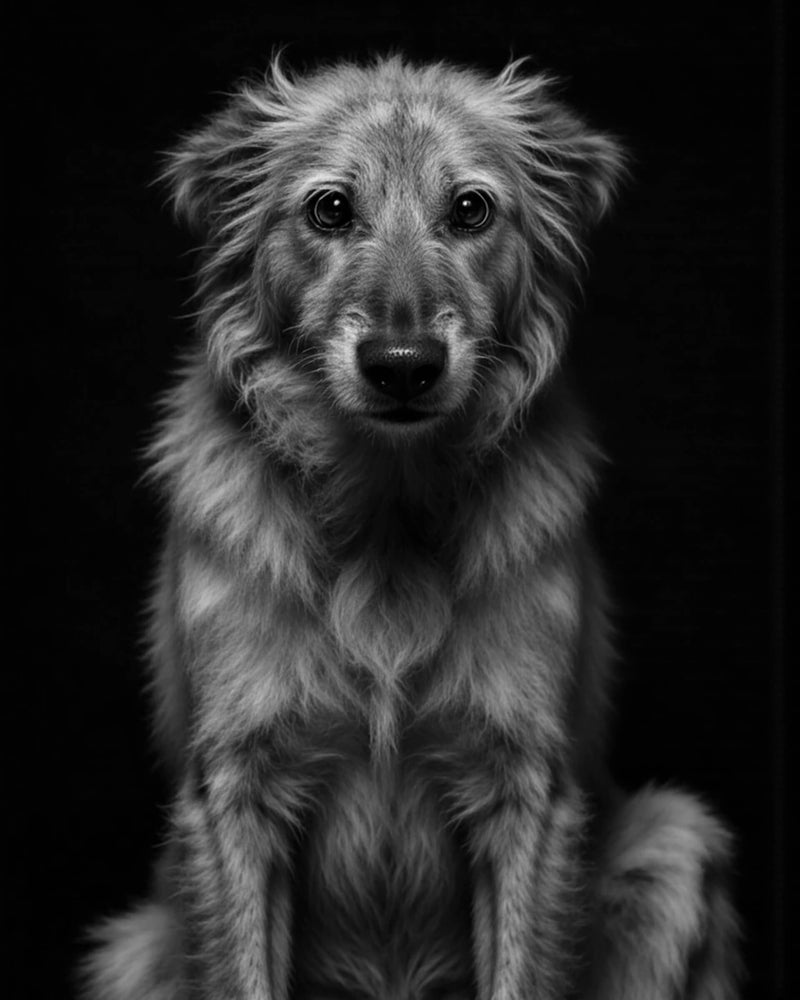 An example of a custom black and white studio-style pet portrait featuring a tall breed dog, Paco Floyd’s Custom Pet Portrait 'Black and White' style.