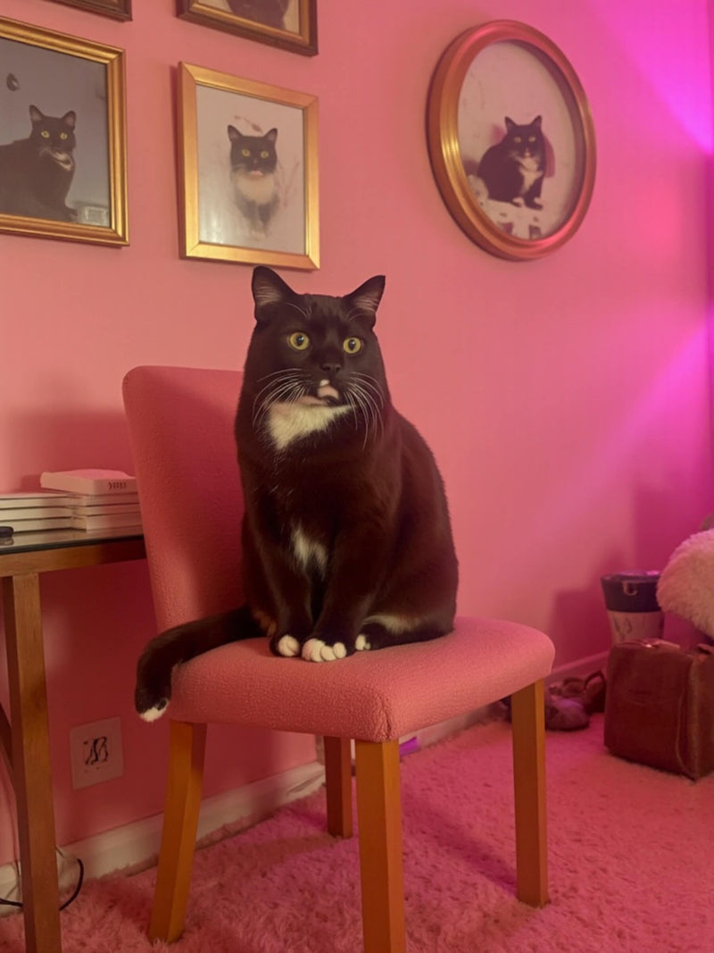 A black cat sits in a pink chair in the corner of a vibrant pink room. Framed portraits of other cats hang on the wall, adding to the artistic display. This image showcases the 'Cinematic' style of Paco Floyd Custom Pet Portraits.