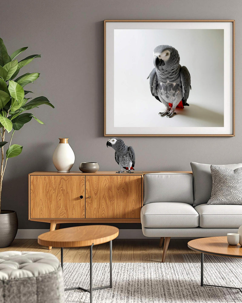 An example of a custom studio-style pet portrait featuring a Parrot against a grey background, framed and hanging on the wall in a living room, showcasing Paco Floyd’s Custom Pet Portrait 'Studio' style. This design is professional and elegant.