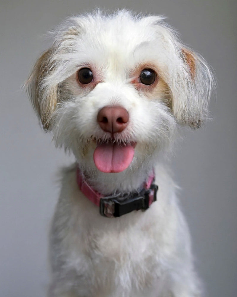 An example of a custom studio-style pet portrait featuring a Maltese mix sitting against a grey background, showcasing Paco Floyd’s Custom Pet Portrait 'Studio' style. This design is professional and elegant.