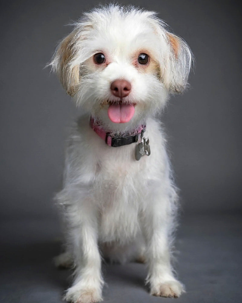 An example of a custom studio-style pet portrait featuring a Maltese mix sitting against a grey background, showcasing Paco Floyd’s Custom Pet Portrait 'Studio' style. This design is professional and elegant.