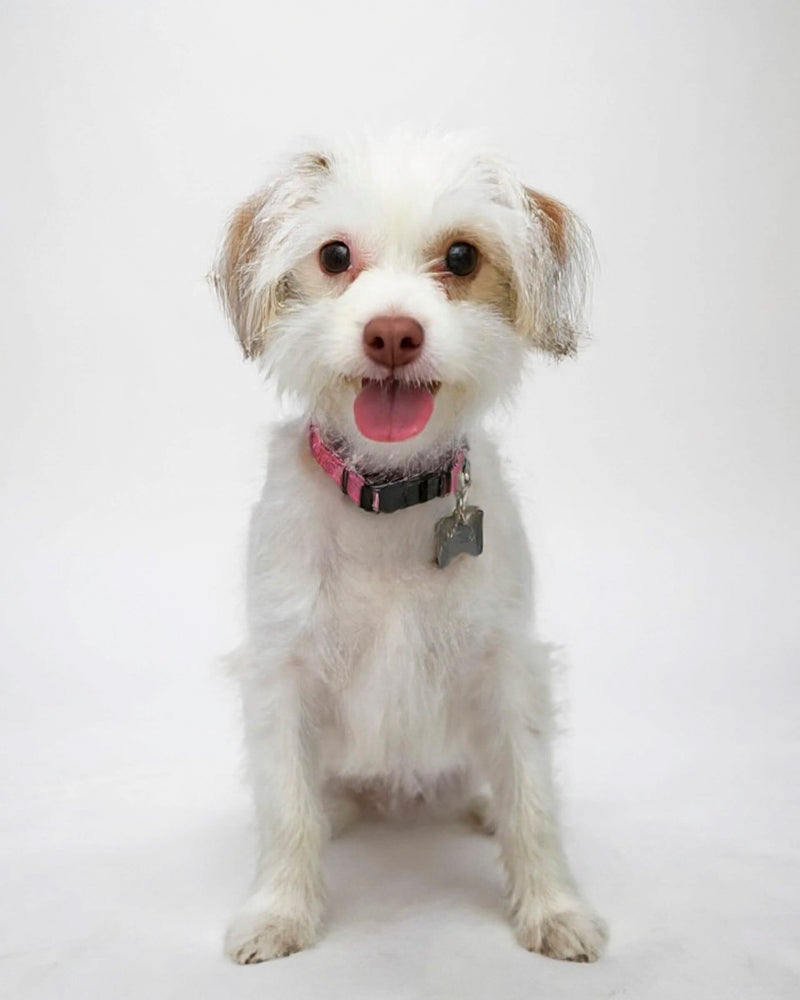 An example of a custom studio-style pet portrait featuring a Maltese mix sitting against an alternate white background, showcasing Paco Floyd’s Custom Pet Portrait 'Studio' style. This design is professional and elegant.