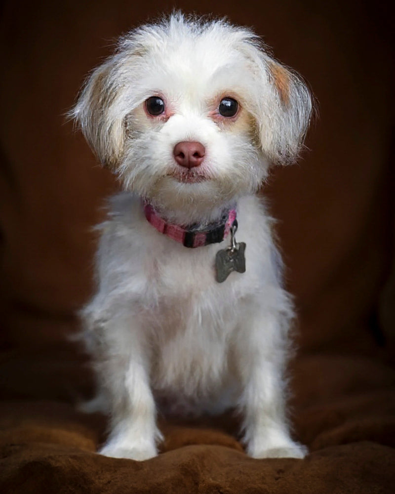 An example of a custom studio-style pet portrait featuring a Maltese mix sitting against a brown background, showcasing Paco Floyd’s Custom Pet Portrait 'Studio' style. This design is professional and elegant.