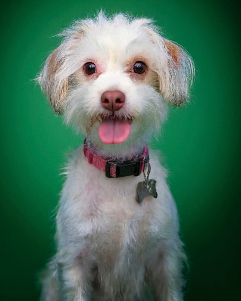 An example of a custom studio-style pet portrait featuring a Maltese mix sitting against a green background, showcasing Paco Floyd’s Custom Pet Portrait 'Studio' style. This design is professional and elegant.