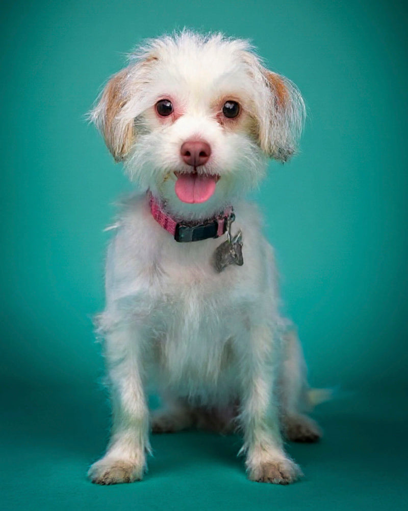 An example of a custom studio-style pet portrait featuring a Maltese mix sitting against a aqua green background,showcasing Paco Floyd’s Custom Pet Portrait 'Studio' style. This design is professional and elegant.