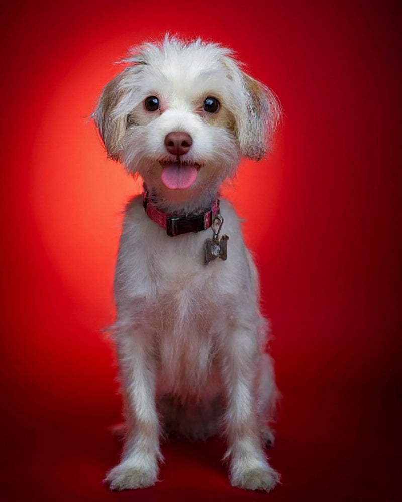 An example of a custom studio-style pet portrait featuring a Maltese mix sitting against a red background, showcasing Paco Floyd’s Custom Pet Portrait 'Studio' style. This design is professional and elegant.