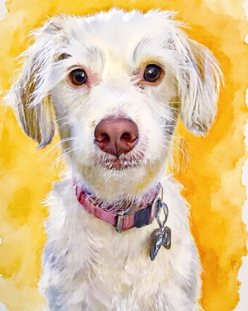 A watercolor portrait of a small white dog on a yellow background. This is an example of Paco Floyd’s Custom Pet Portraits 'Watercolor' style.