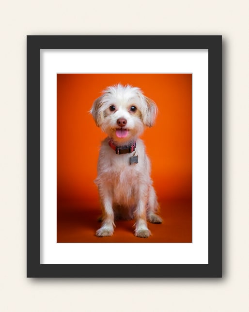 Photo showing a example of a black frame with white matte to purchase from the Paco Floyd Custom Pet Portrait website.