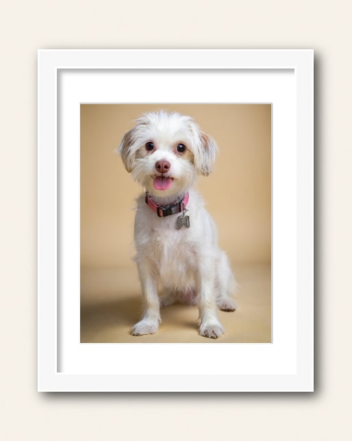 Photo showing a example of a white wood frame with white matte to purchase from the Paco Floyd Custom Pet Portrait website.