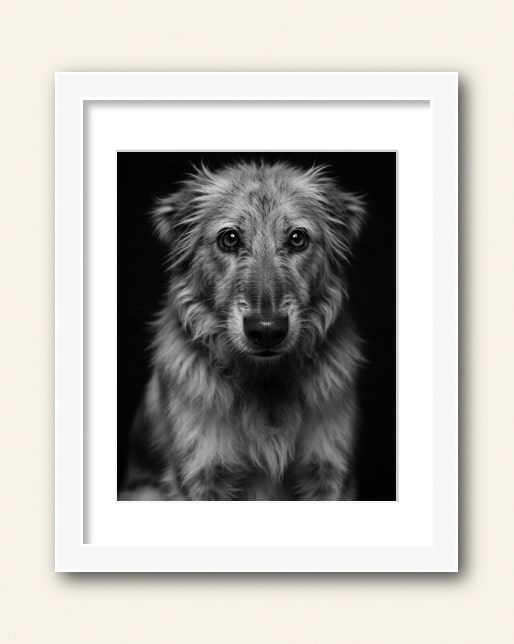 Photo showing a example of a white wood frame with white matte to purchase from the Paco Floyd Custom Pet Portrait website.