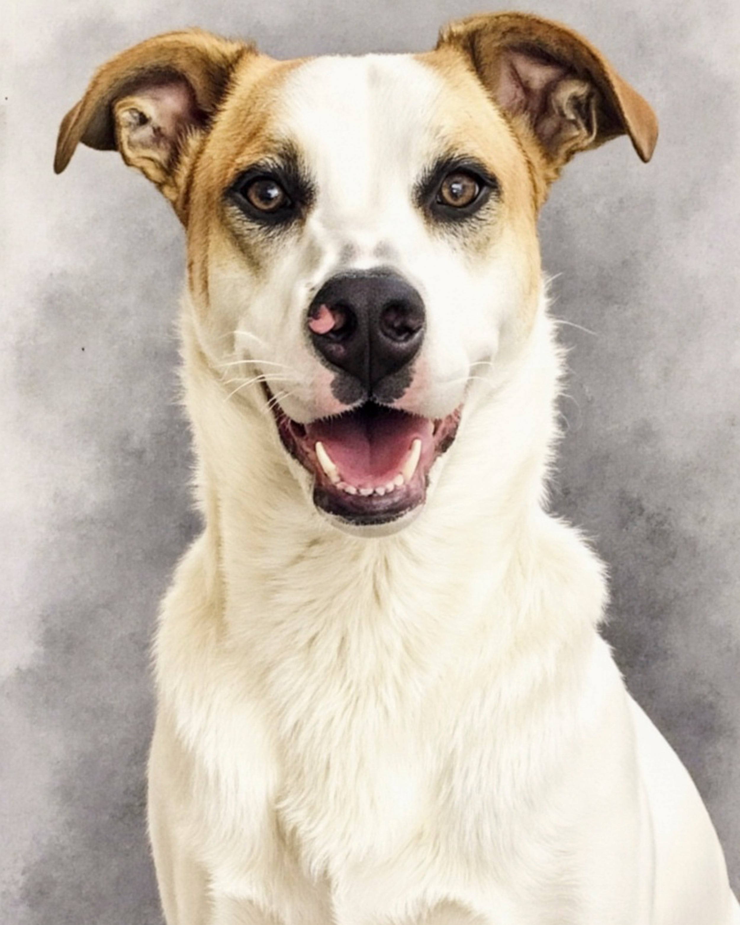 A watercolor portrait of a white dog on a grey background. This is an example of Paco Floyd’s Custom Pet Portraits 'Watercolor' style.