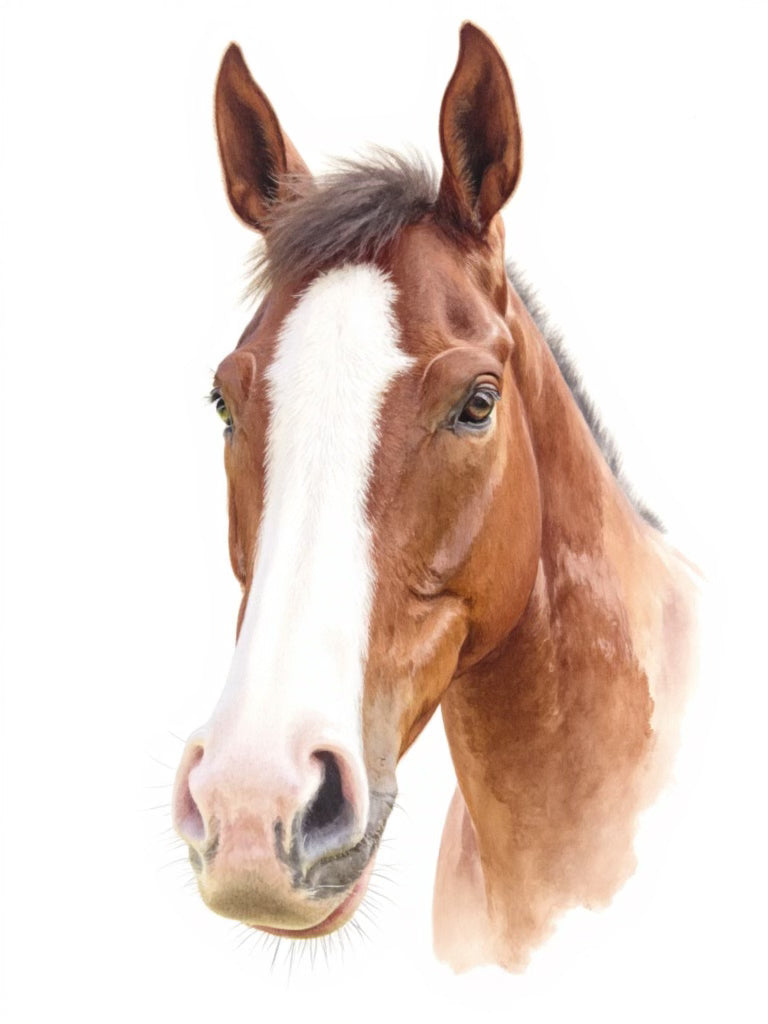 Front-facing watercolor portrait of a brown horse with a white blaze on a white background